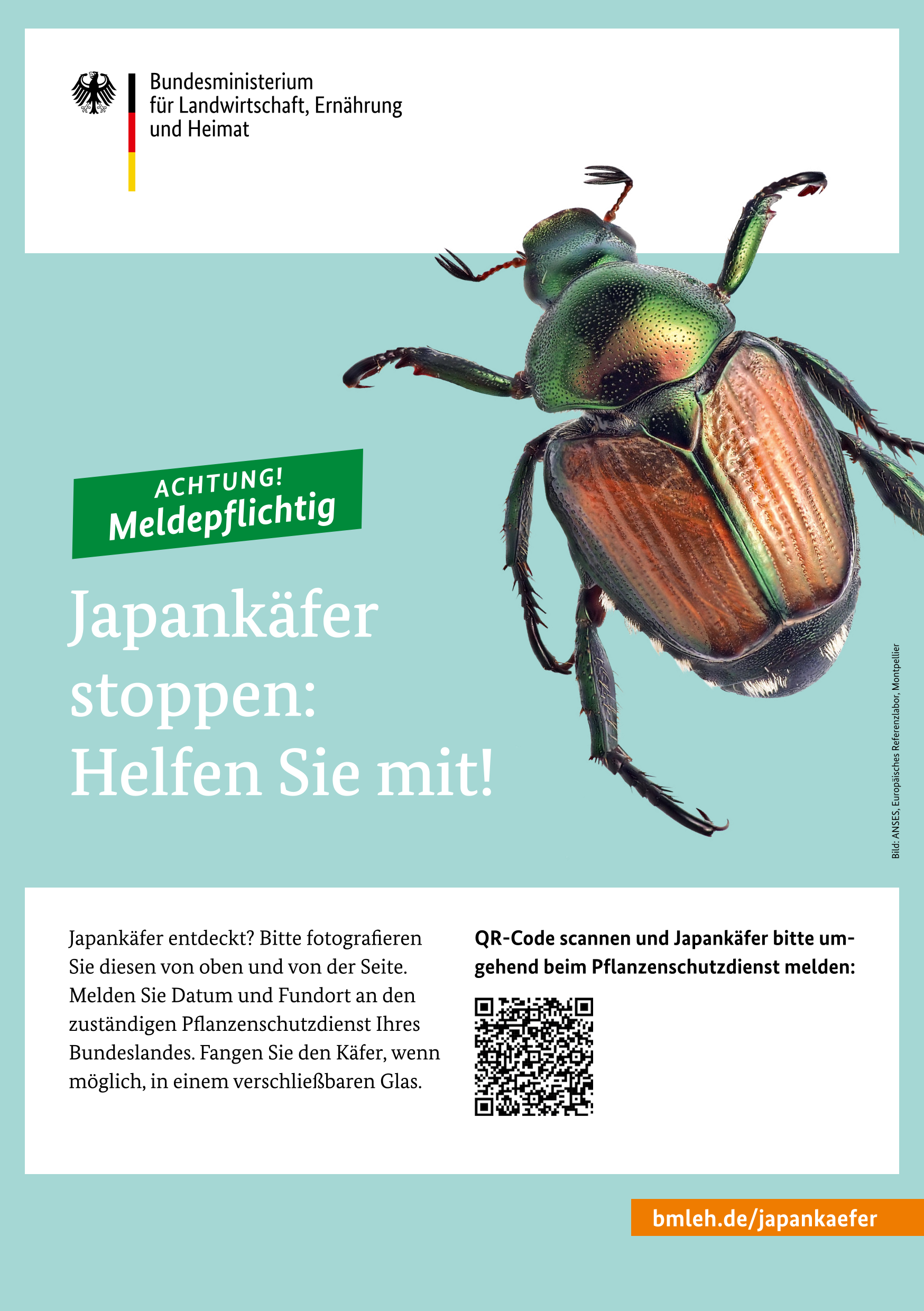 Titelbild der Publikation "Flyer: Japankäfer stoppen: Helfen Sie mit!"